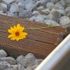 Rail Track Flower paint by numbers