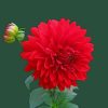 Red Dahlia Flower paint by numbers