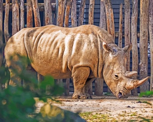 Rhinoceros In Zoo paint by numbers