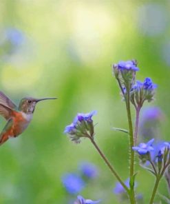 Humming Bird Near Flowers paint by numbers