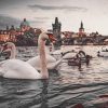 Swans Near Charles Bridge paint by numbers