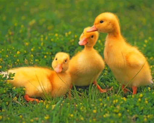 Baby Ducklings On The Grass