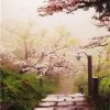 Japanese Cherry Blossom Garden paint by numbers