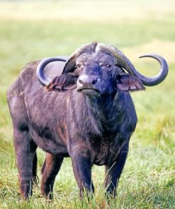 African Buffalo Animal African Buffalo Animal Paint by numbers
