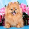 Brown Dog Pomeranian paint by numbers
