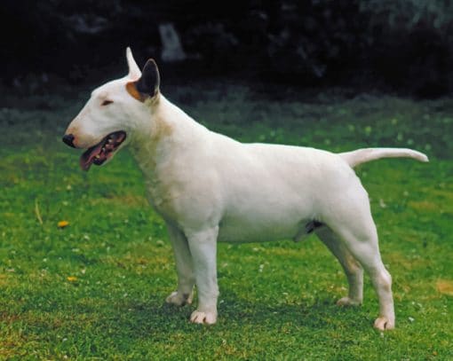 White Bull Terrier paint by numbers