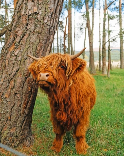Cute Brown Highland Cow Paint by numbers