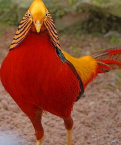 Golden Pheasant paint by numbers