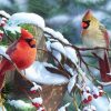 Cardinal Birds In Winter paint by numbers