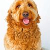 Labradoodle paint by numbers