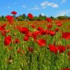 Poppy Flowers Field paint by numbers