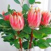Protea Plants paint by numbers