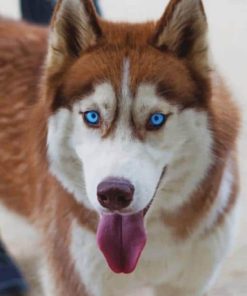 Siberian Husky Paint by numbers