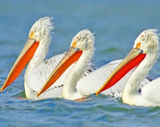 White Pelicans Bird Paint by numbers