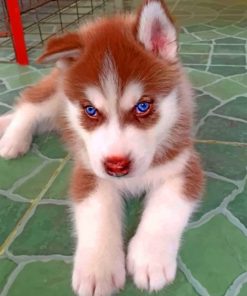Brown Puppy Husky Paint by numbers
