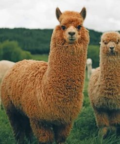 Brown Llamas Paint by numbebrs