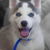 Cute Husky with Blue Eyes Paint by numbers