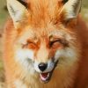Funny Fox Paint by numbers