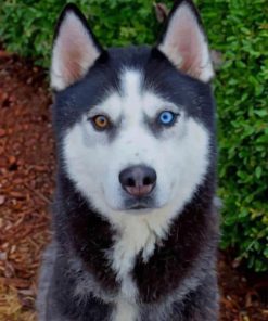 Husky Bi Colored Eyes paint by numbers
