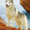 White Husky Paint by numbers