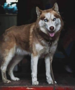 Tan Husky paint by number