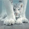 Cute Baby White Tiger Paint by numbers