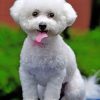 Bichon Frise Piant by numbers