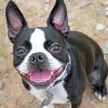 Boston Terrier Paint by numbers