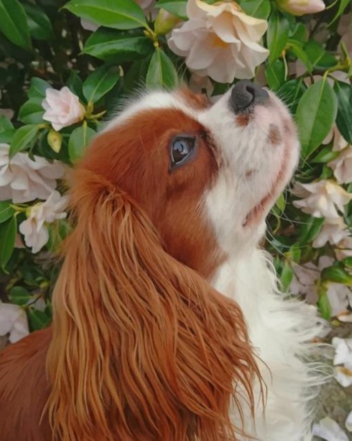 Cute king Charles Spaniel Puppies Paint By Numbers