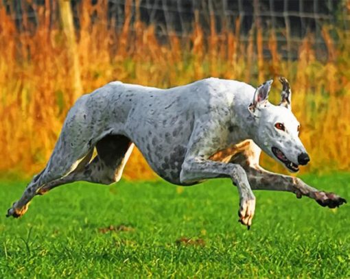 Greyhound Running paint by numbers