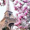 Pink Blossom in Paris paint by numbers