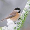 Adorable Chickadee Bird Paint by numbers