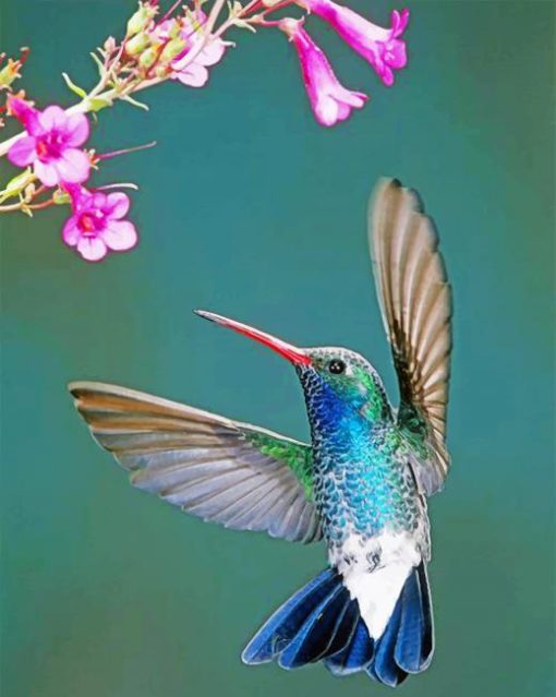 Aesthetic Hummingbird paint by numbers