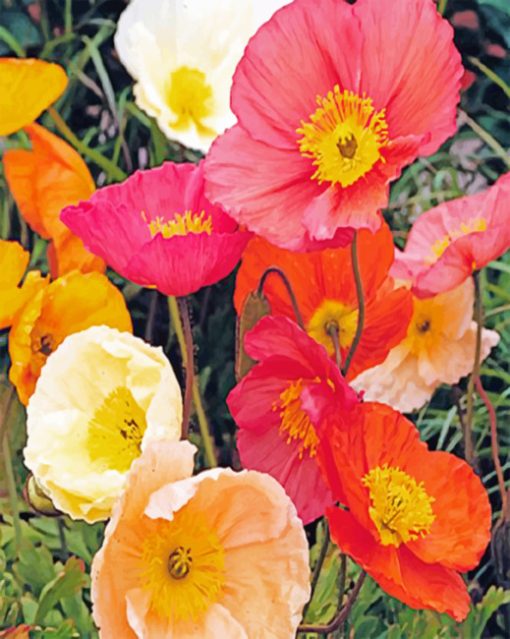 Aesthetic Poppies Paint by numbers