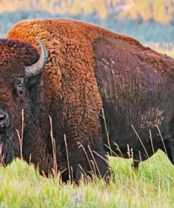 American Bison Paint by numbers