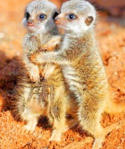 Meerkats Babies Paint by numbers