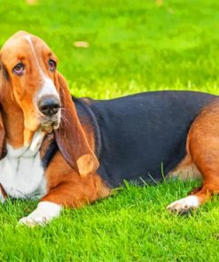 Basset Hound Paint by numbers