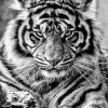 Black And White Tiger Paint by numbers