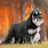 Black And Grey Schnauzer Paint by numbers