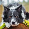 Black Border Collie Paint by numbers