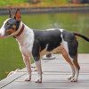 Bull Terrier Dog Paint by numbers
