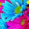 Colorful Daisy Paint by numbers