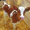 Cute Baby Brown Cow Paint by numbers