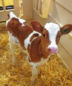 baby brown cow