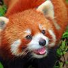 Baby Red Panda Paint by numbers