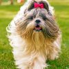 Cute Shih Tzu paint by numbers