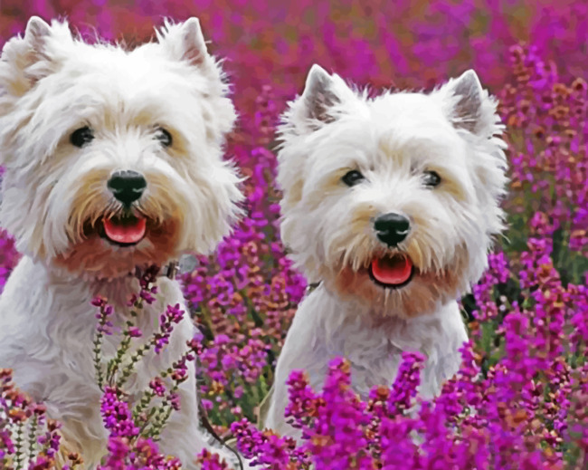 Cute West Highland Terriers Ppaint by numbers