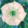 Georgia O Keeffe White Flower Paint by numbers