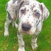 Great Dane Paint by numbers