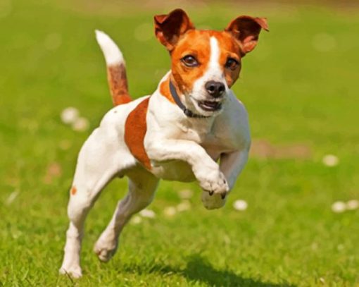 Happy Jack Russell Paint by numbers